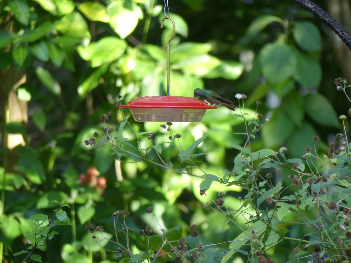 Buff-bellied Hummingbird - ML646874812