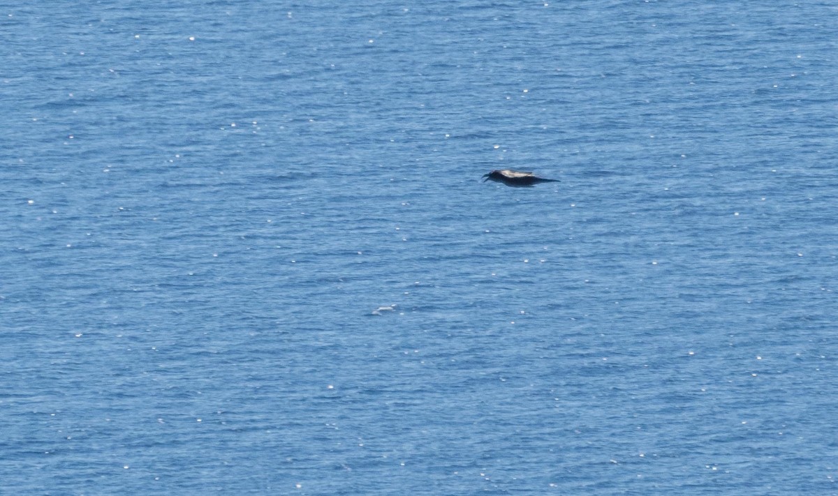 Common Raven - ML646874813