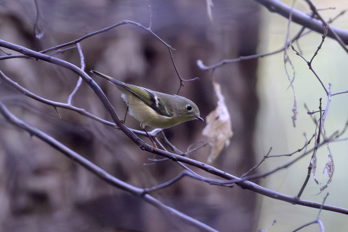 Erregetxo mottogorria - ML646874815