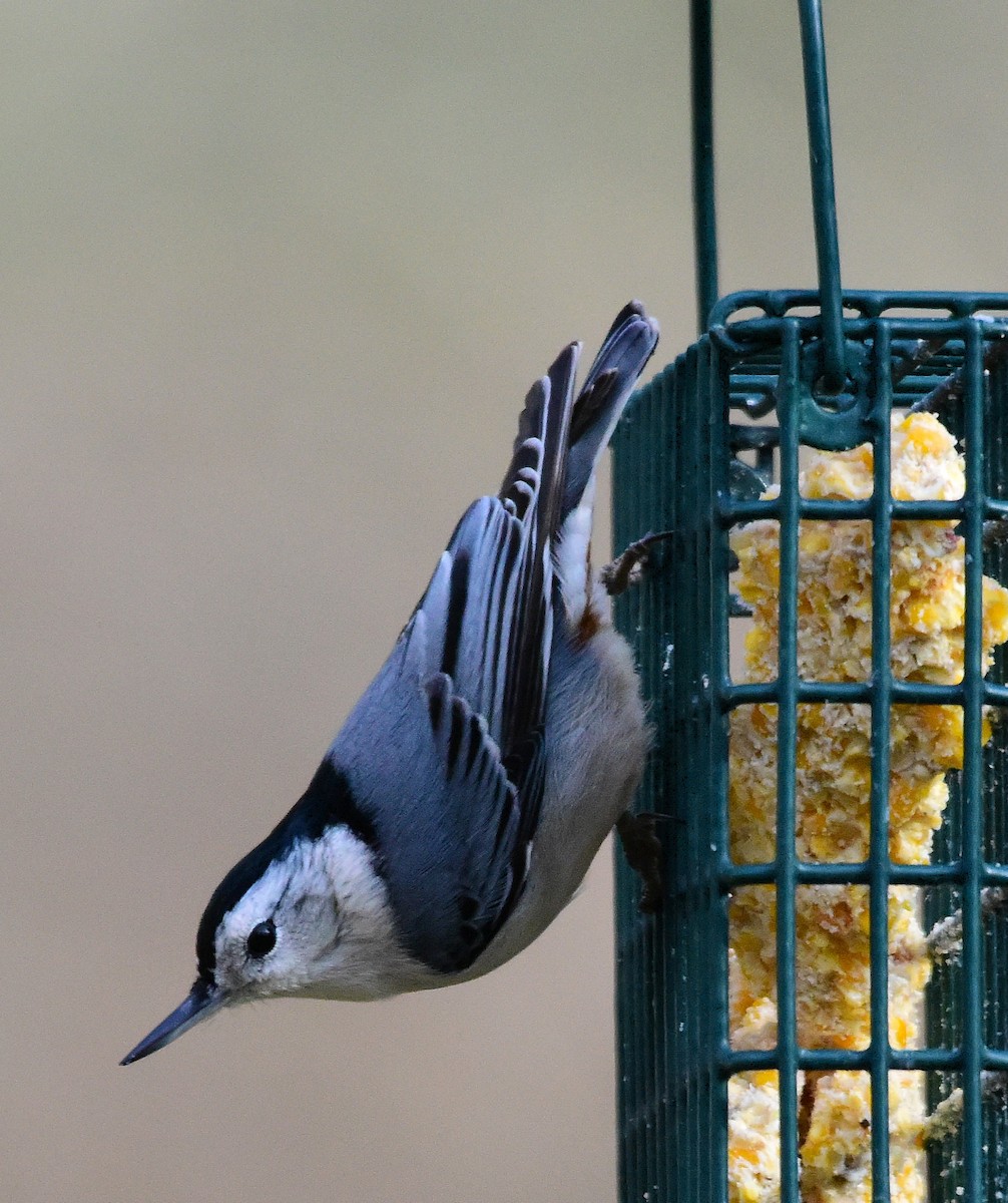 White-breasted Nuthatch - ML646874819