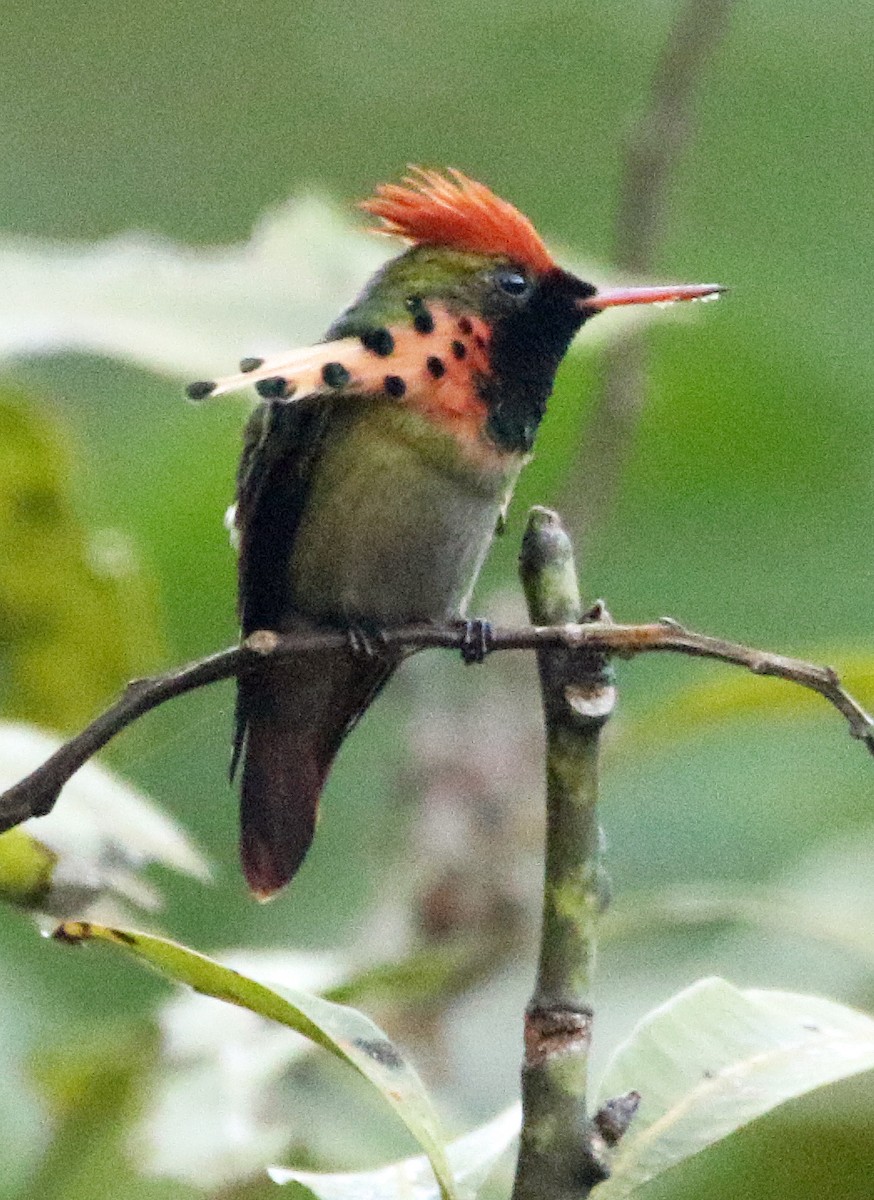 Tufted Coquette - ML646874820