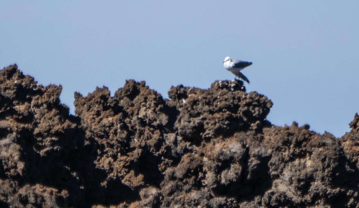 Audouin's Gull - ML646874821