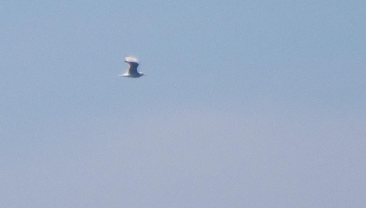 Audouin's Gull - ML646874822