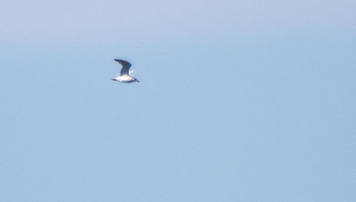 Audouin's Gull - ML646874823