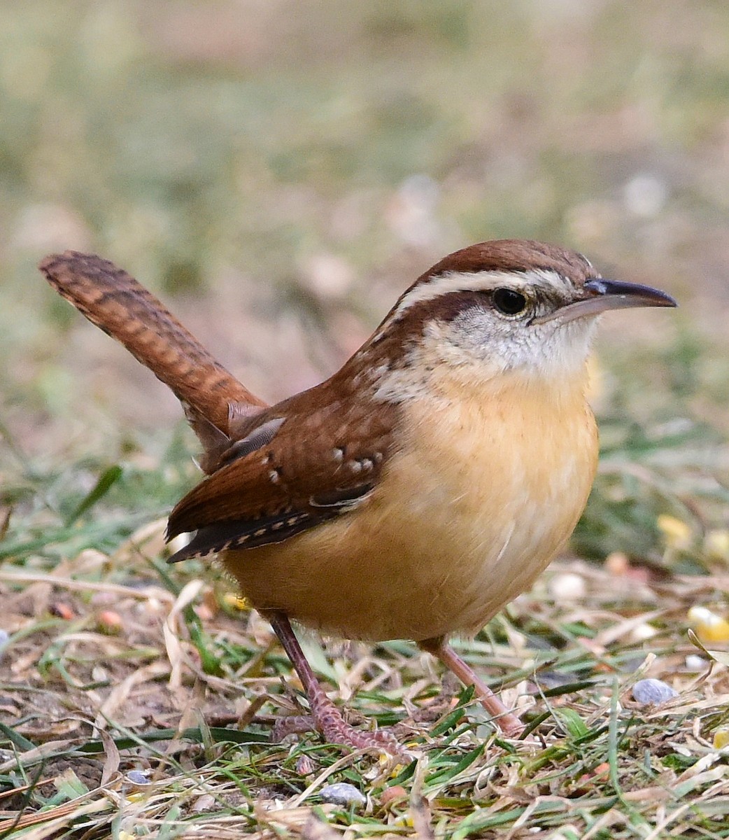 Carolinazaunkönig - ML646874824