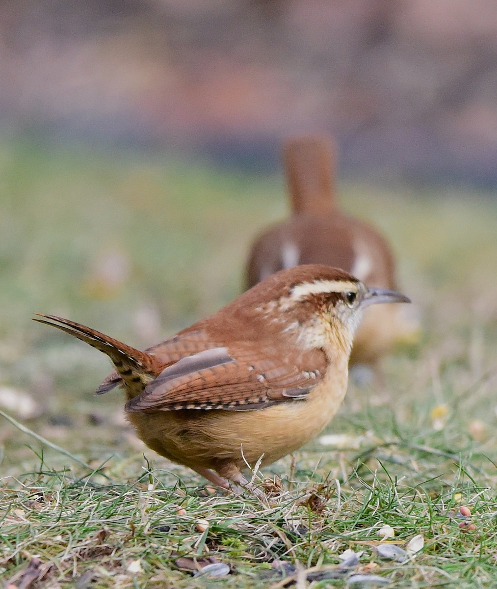 Carolinazaunkönig - ML646874825