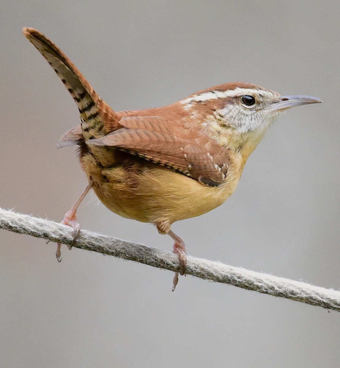 Carolinazaunkönig - ML646874826