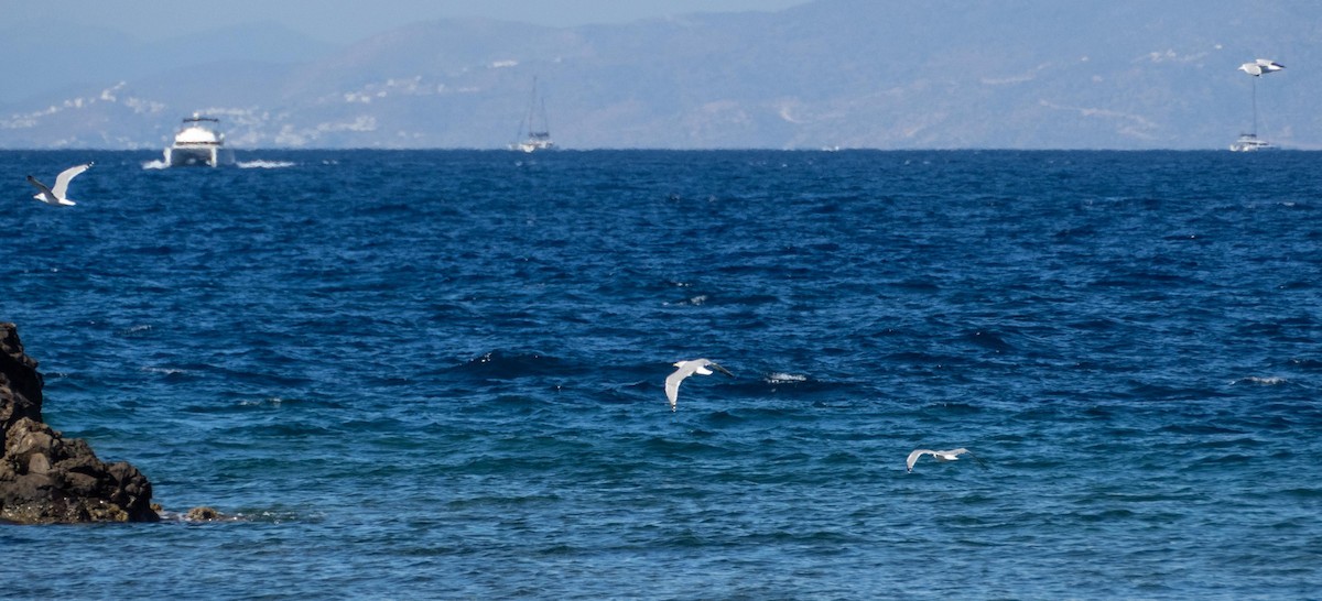 Kaio hankahoria - ML646874827