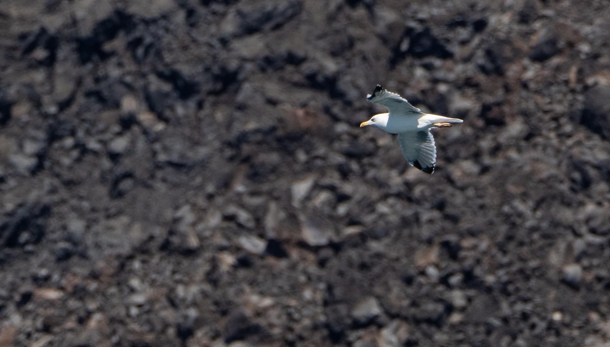 Kaio hankahoria - ML646874828