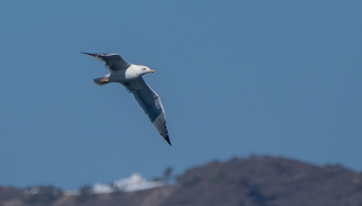 Kaio hankahoria - ML646874829