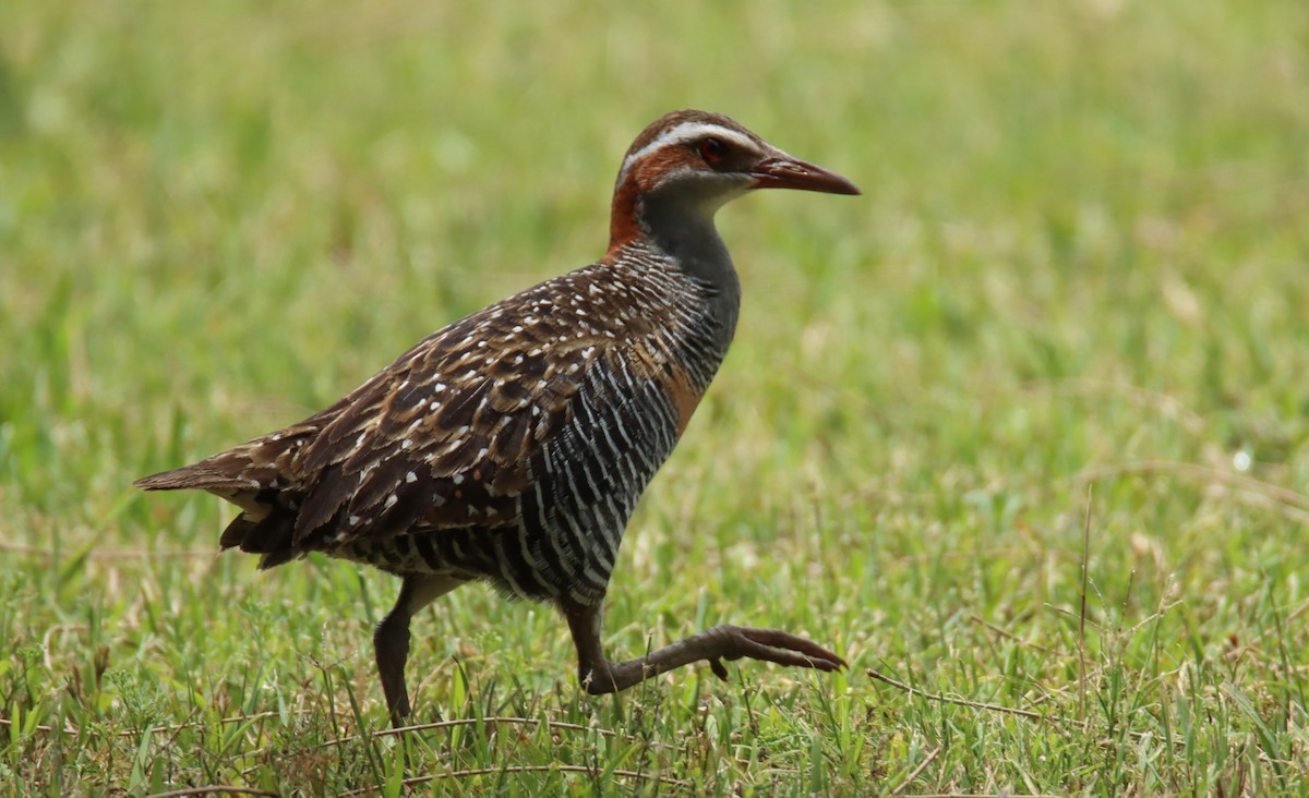 chřástal páskovaný - ML646874830