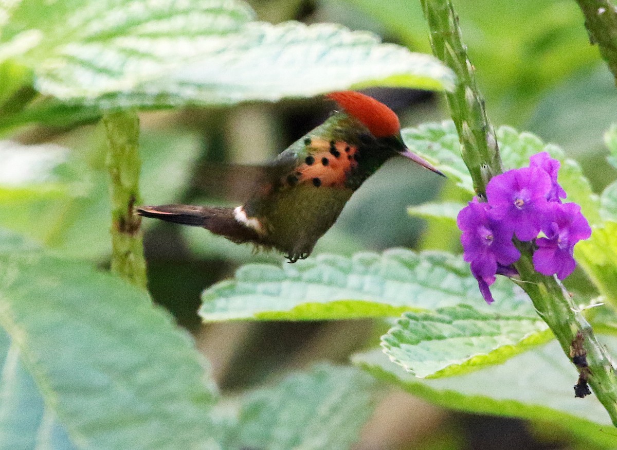 Tufted Coquette - ML646874831