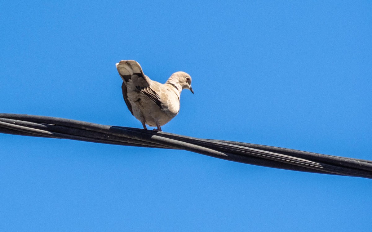 תור צווארון - ML646874832