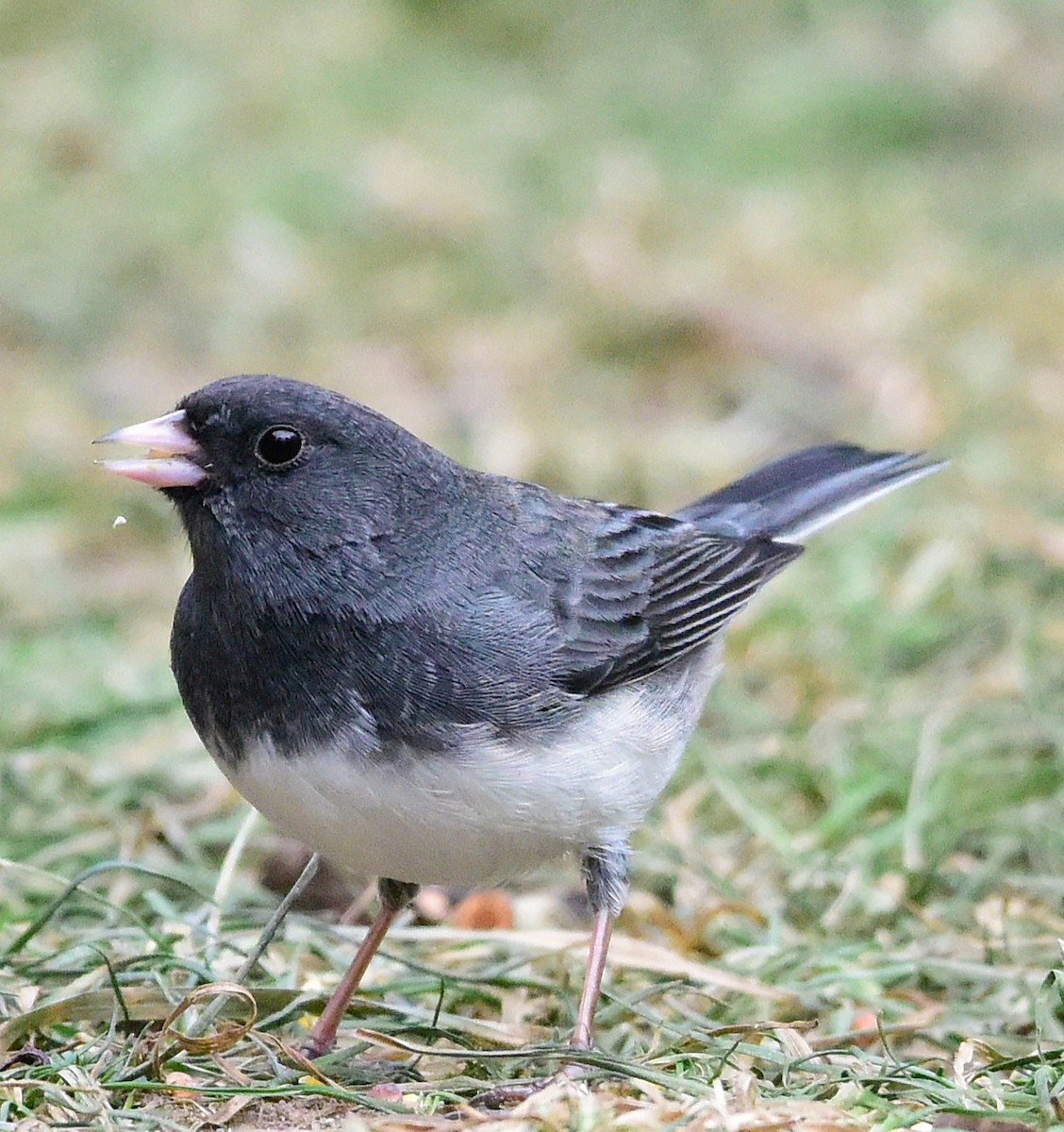 Dark-eyed Junco - ML646874833