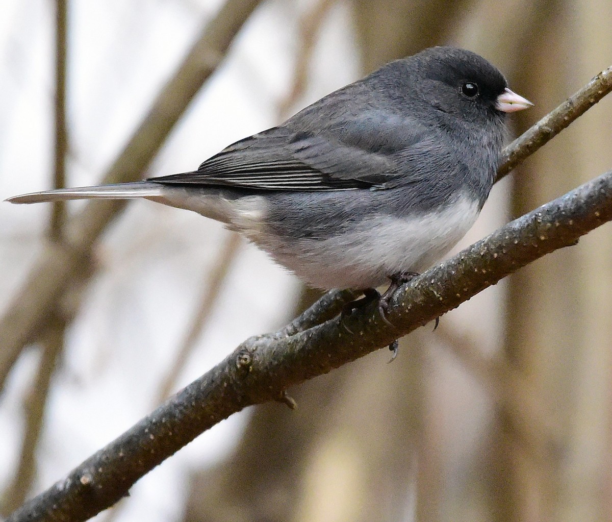 Dark-eyed Junco - ML646874834