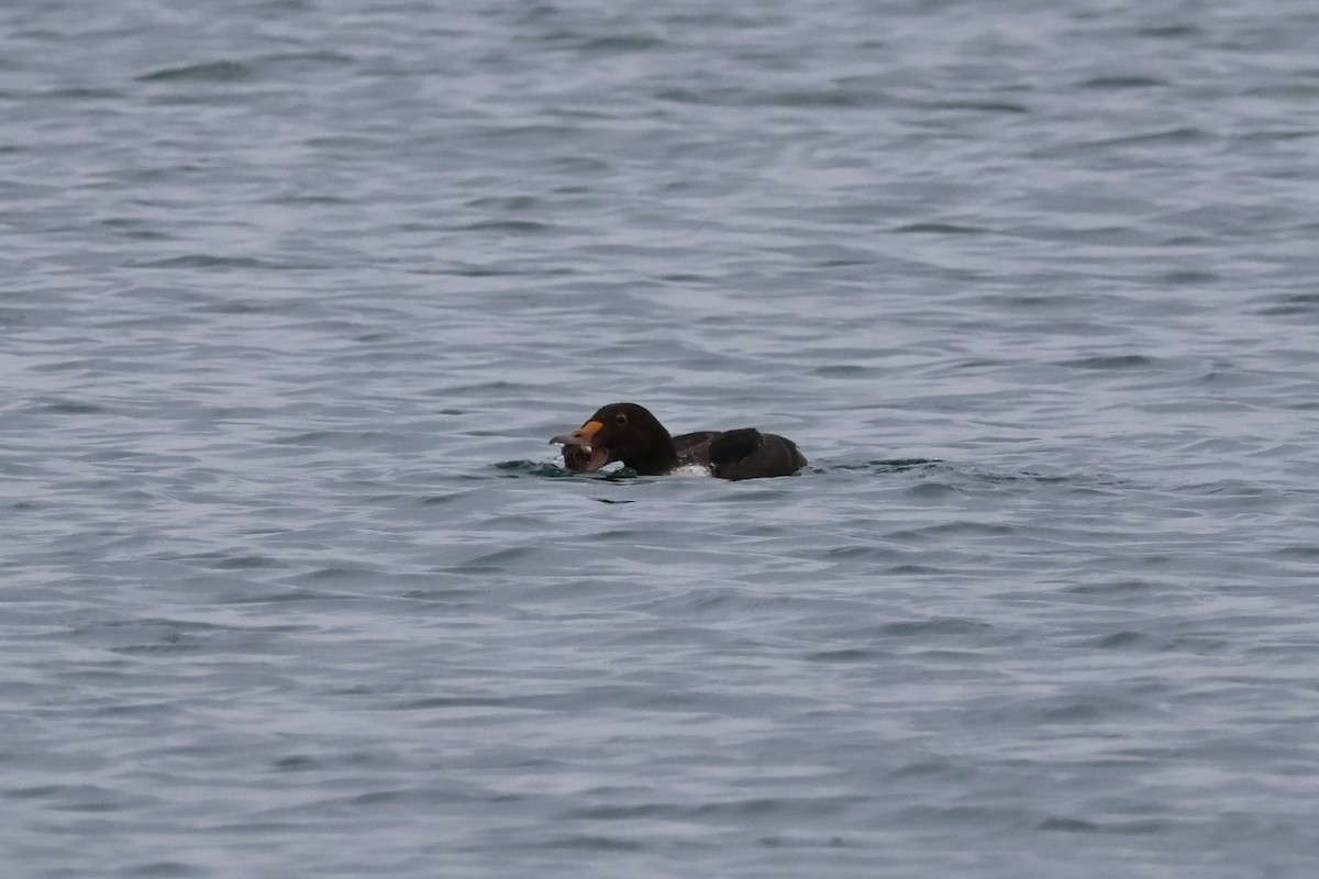 King Eider - ML646874842