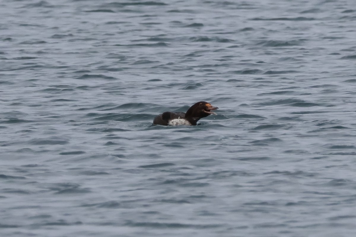 King Eider - ML646874843