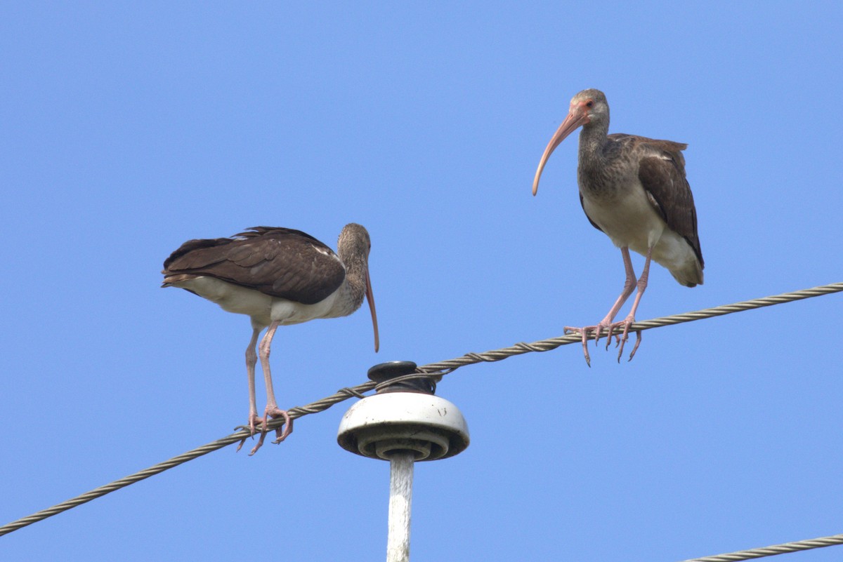 White Ibis - ML646874844