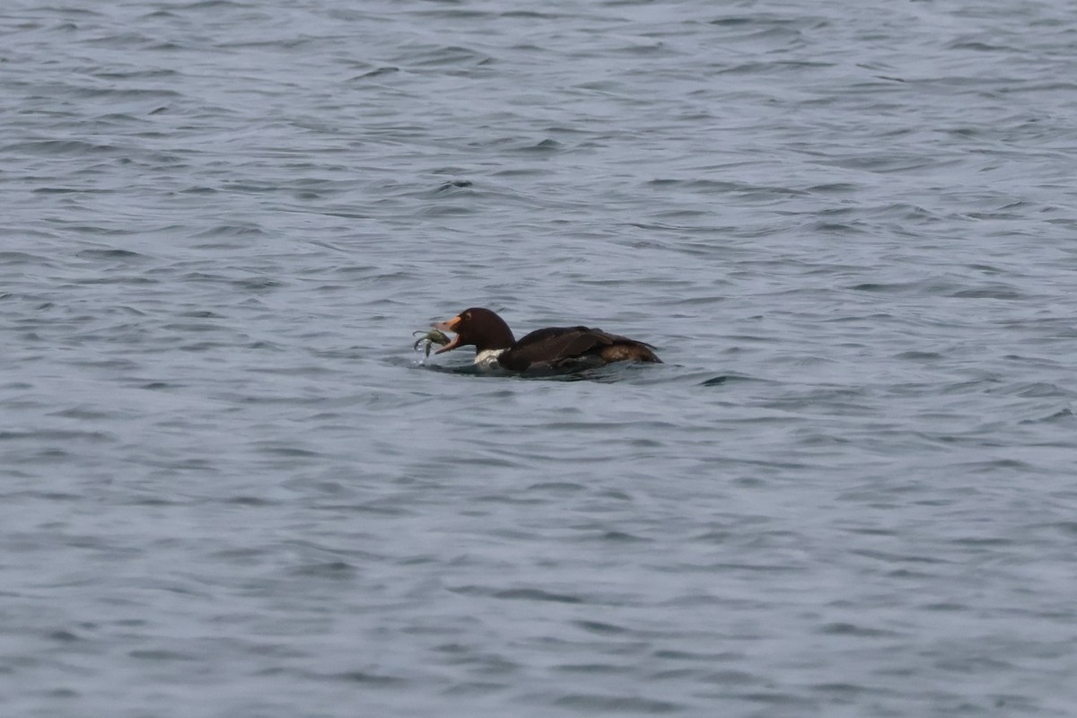 King Eider - ML646874845