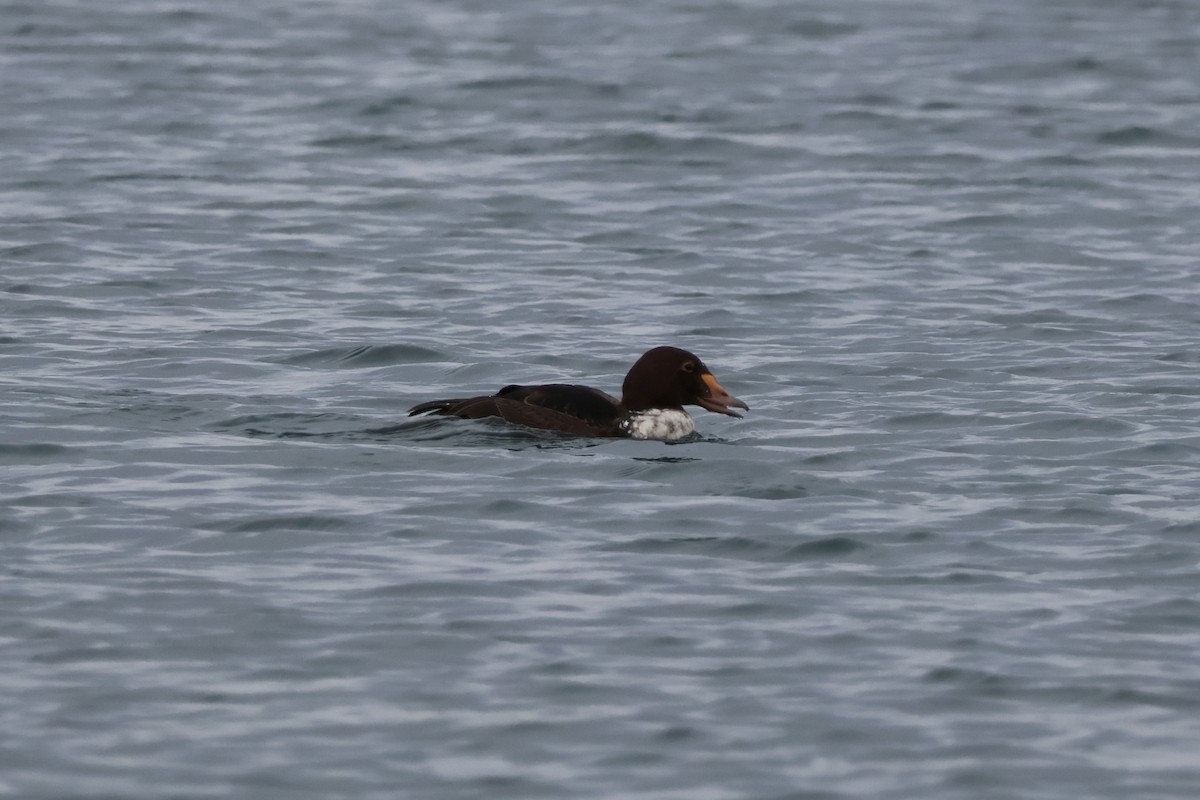King Eider - ML646874846