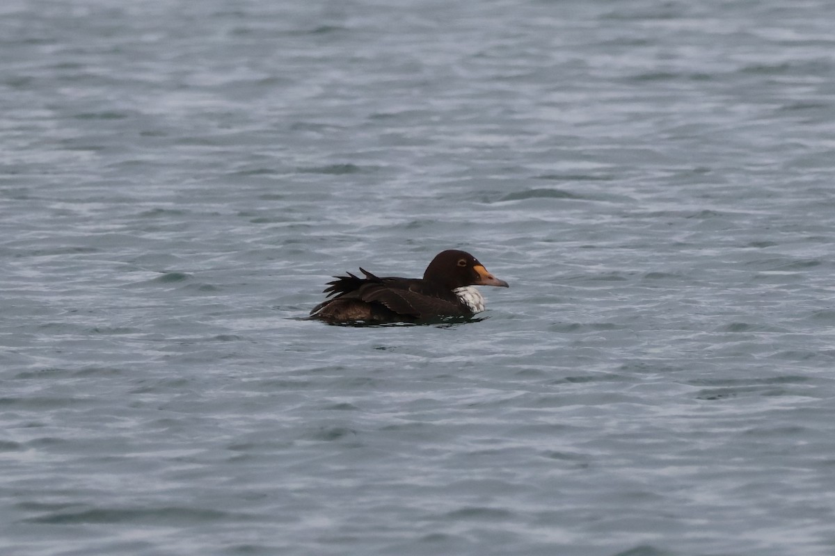 King Eider - ML646874847