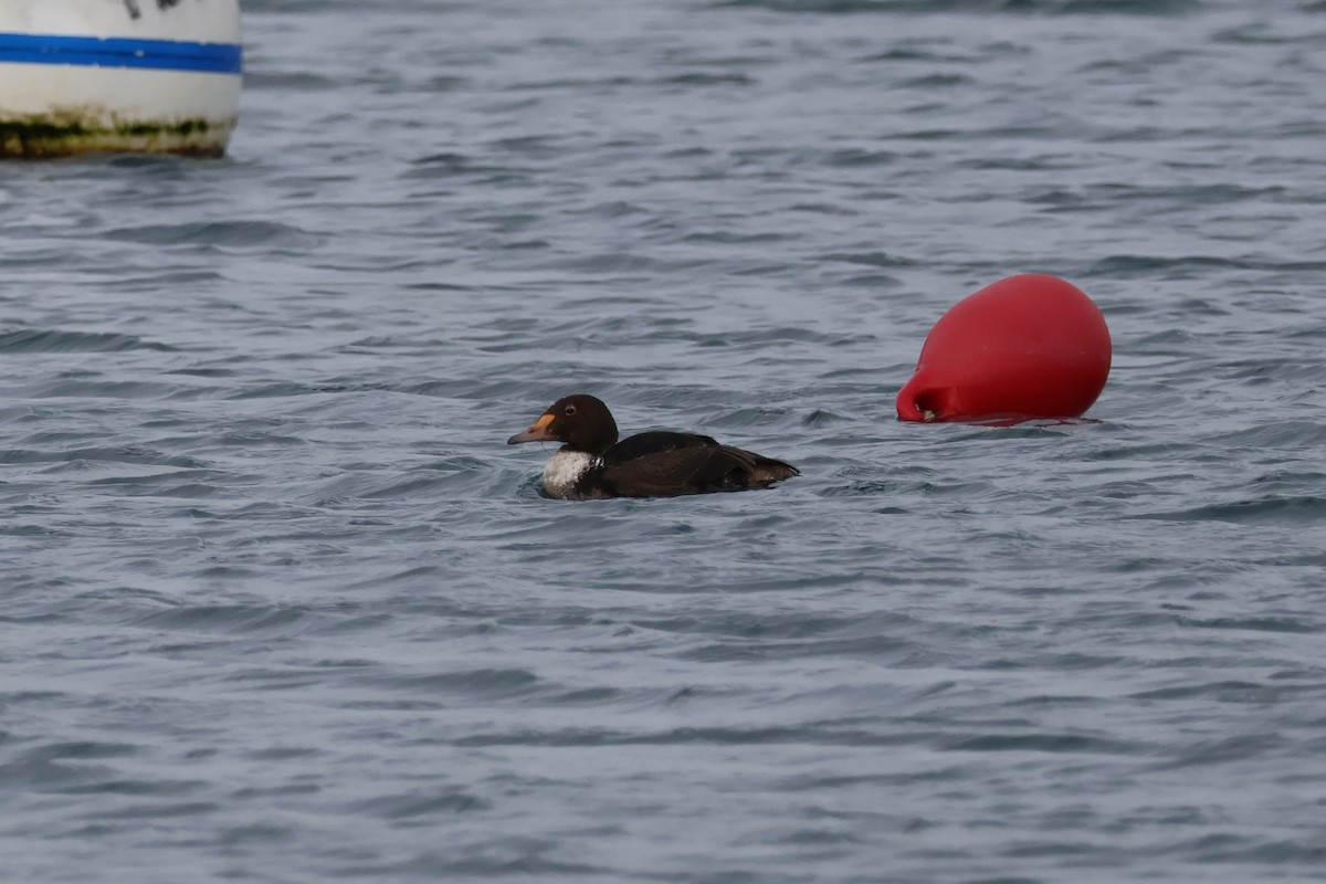 King Eider - ML646874848