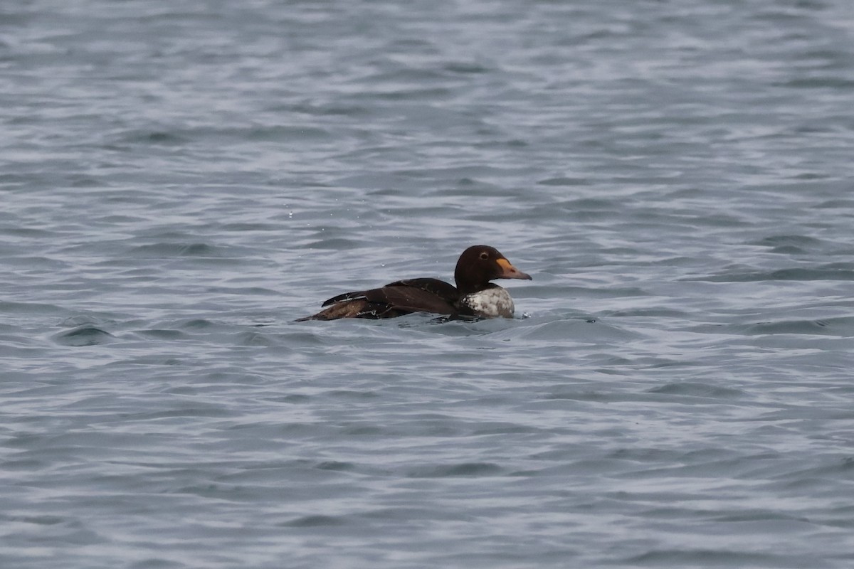 King Eider - ML646874849