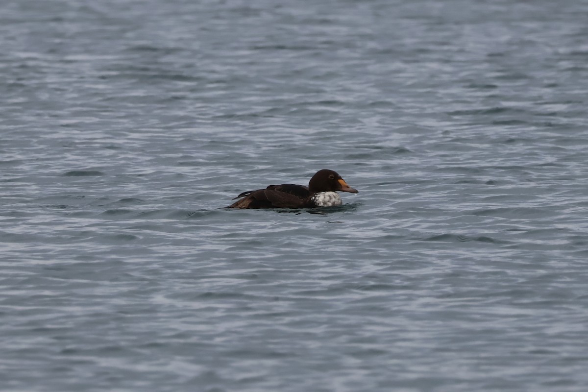 King Eider - ML646874850