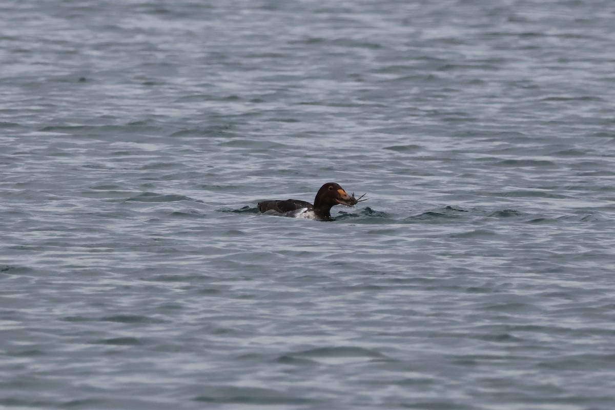 King Eider - ML646874851