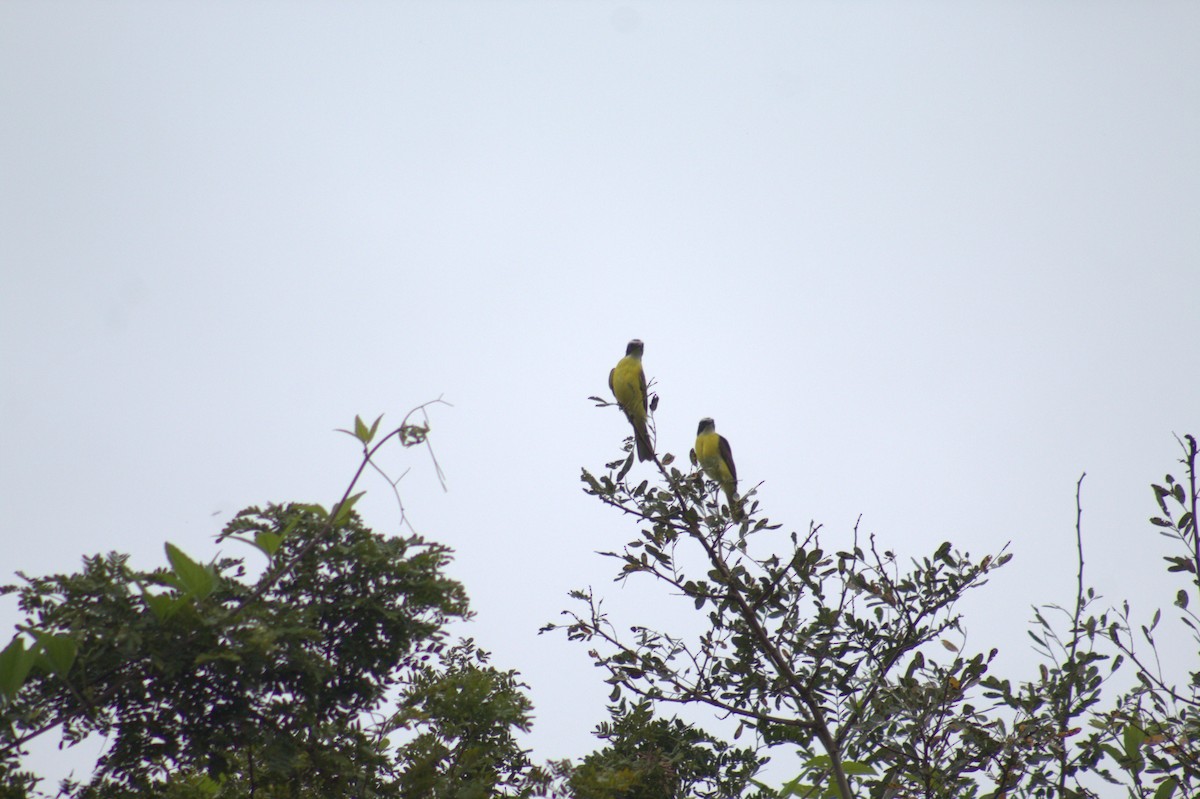 Lesser Kiskadee - ML646874852