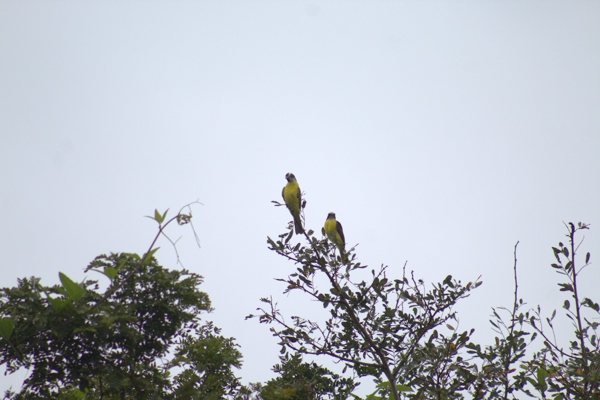 Lesser Kiskadee - ML646874853