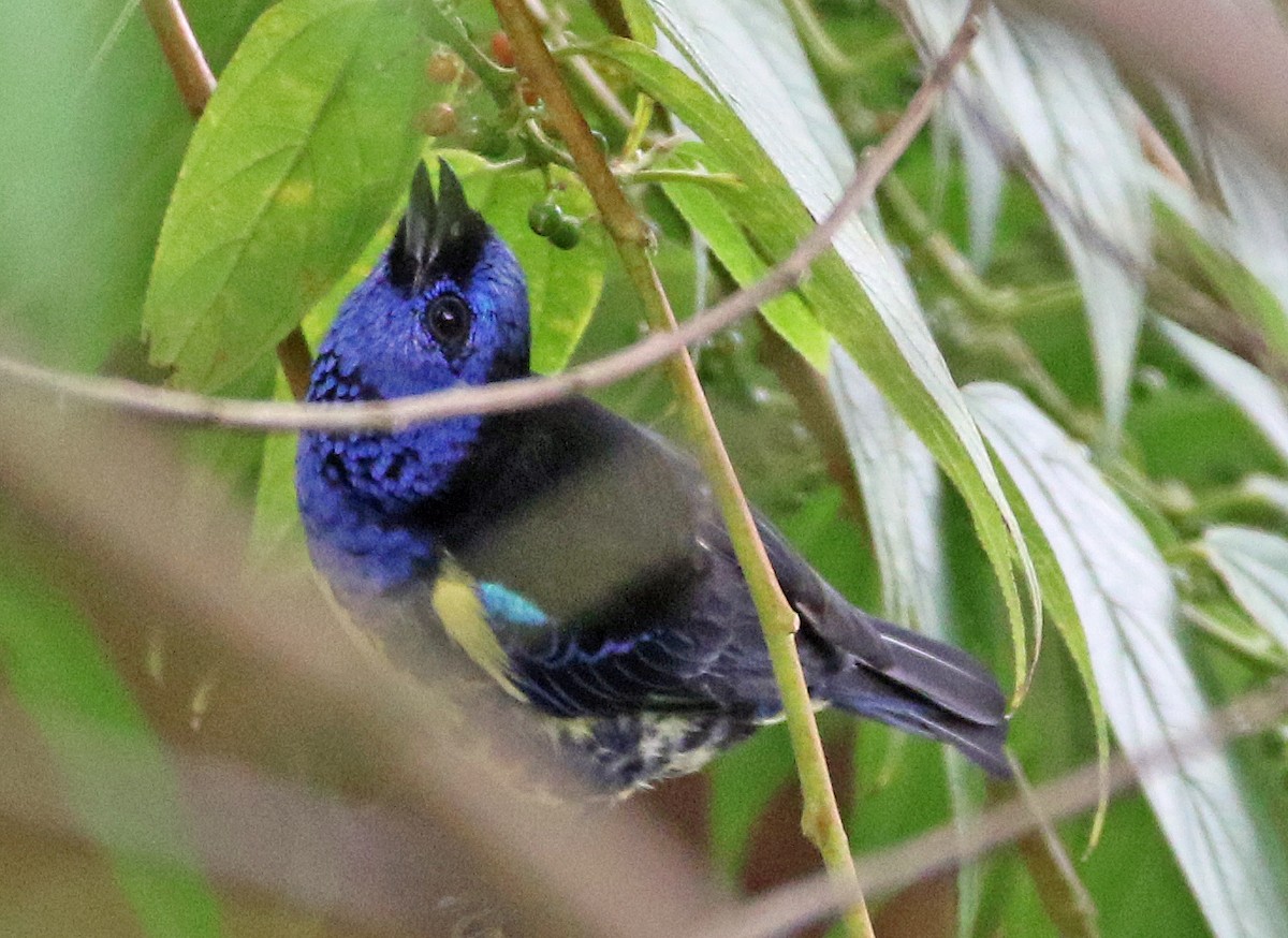 Turquoise Tanager - ML646874854