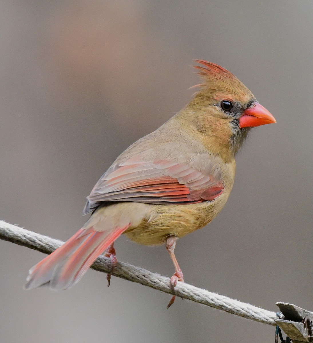 Northern Cardinal - ML646874855