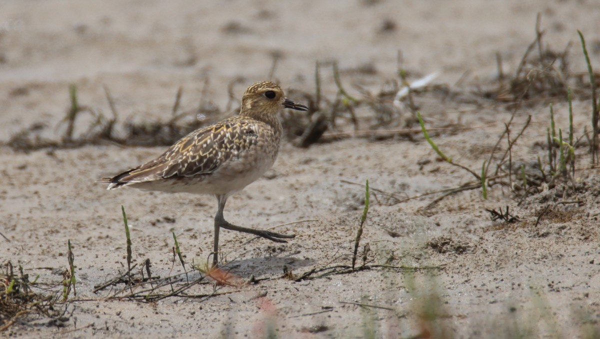 Pacific Golden-Plover - ML646874856