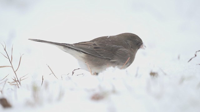 strnadec zimní (ssp. hyemalis/carolinensis) - ML646874857