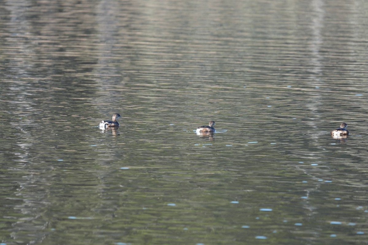 Пестроклювая поганка - ML646874859