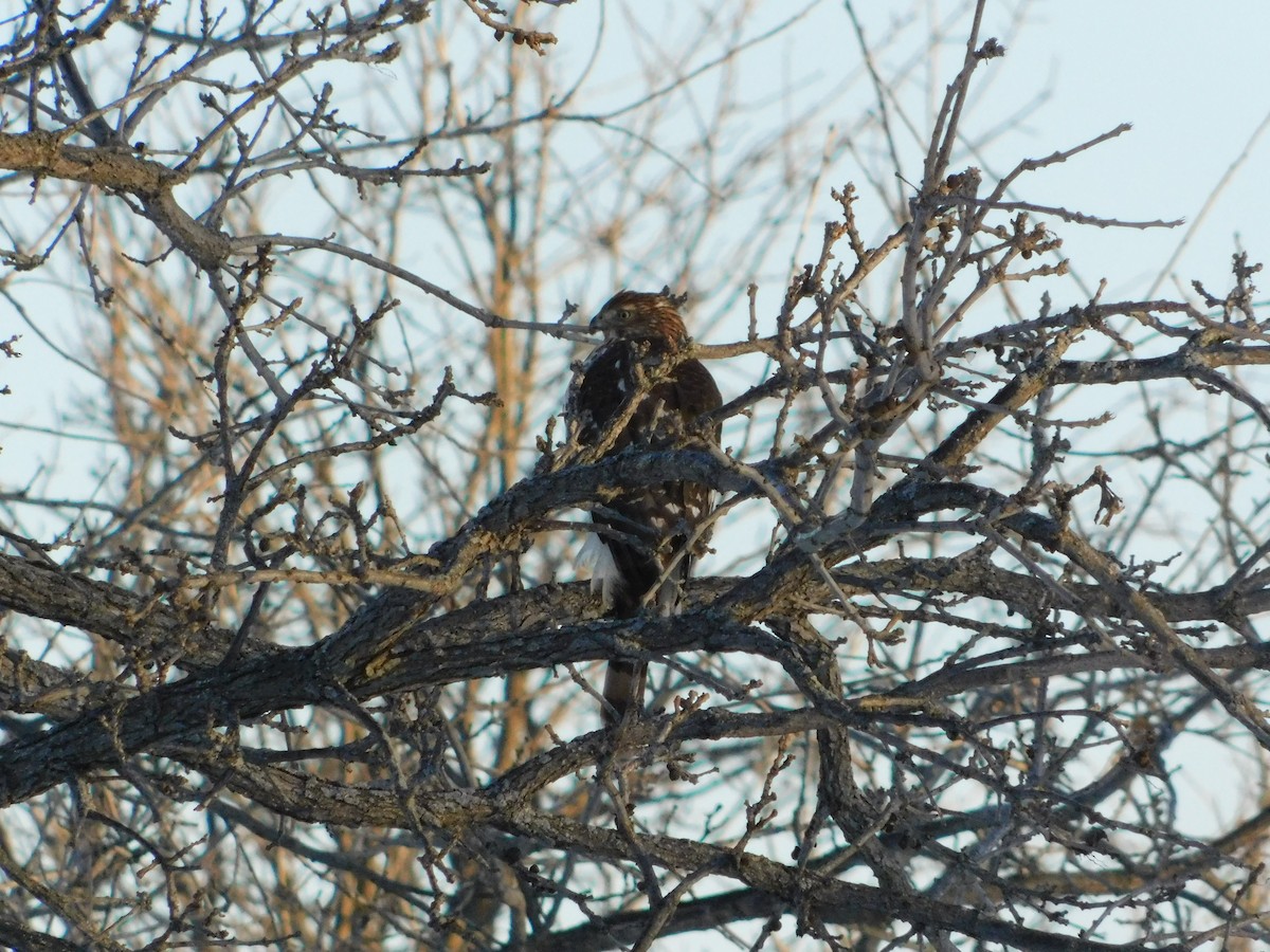 jestřáb americký - ML646874864