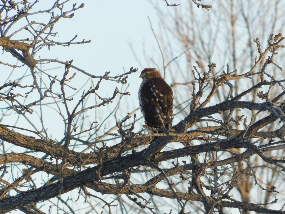 jestřáb americký - ML646874865