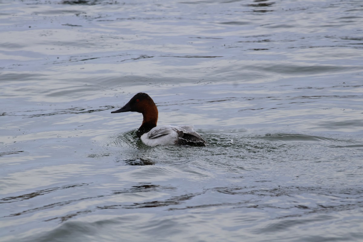 Canvasback - ML646874870