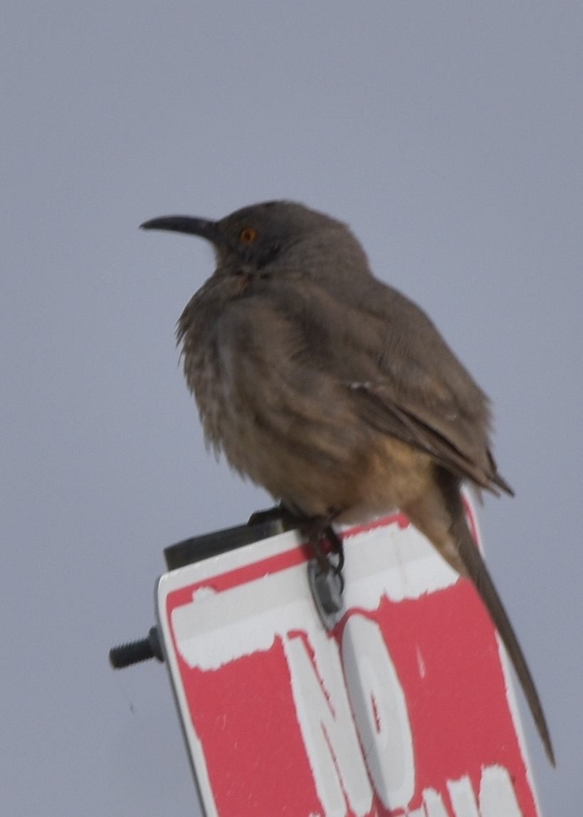 drozdec skvrnitoprsý - ML646874871