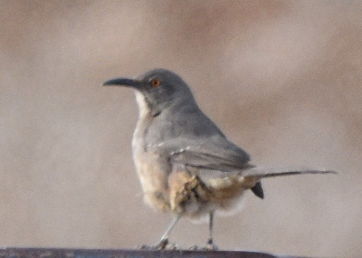 drozdec skvrnitoprsý - ML646874872