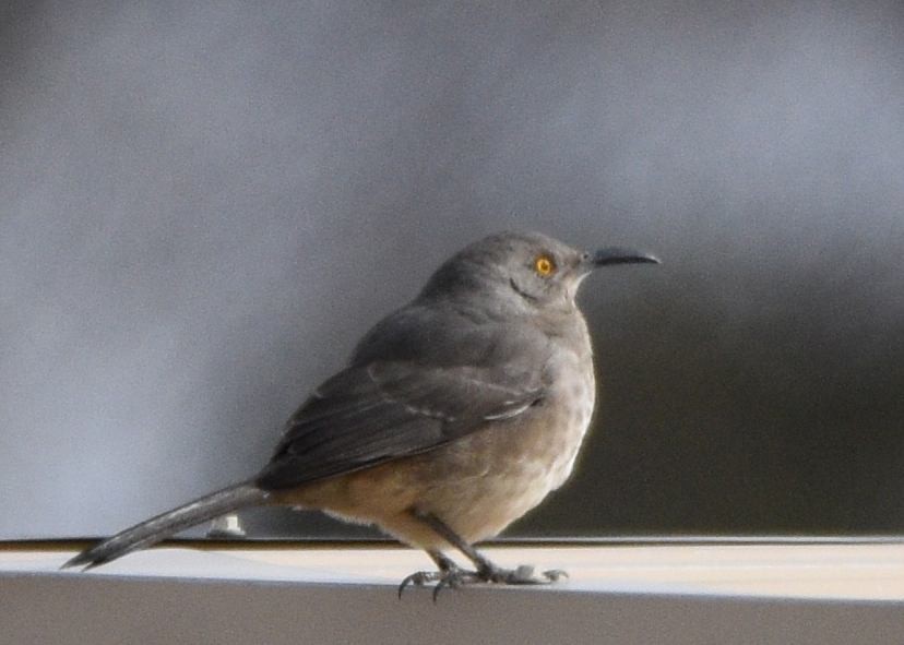 drozdec skvrnitoprsý - ML646874873