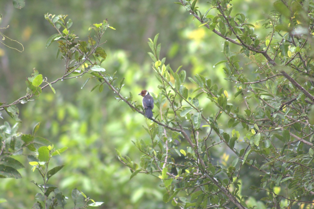 Red-capped Cardinal - ML646874874