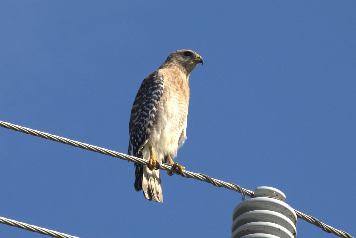 Red-shouldered Hawk - ML646874875