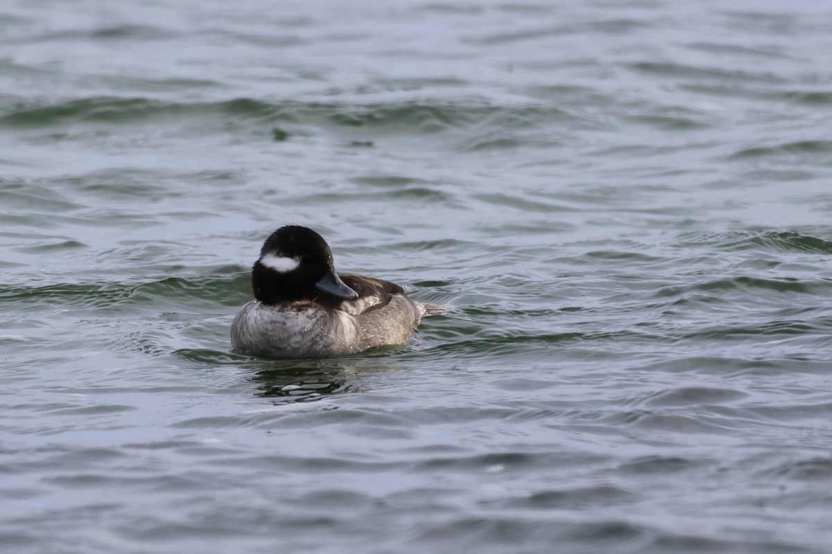 Bufflehead - ML646874876