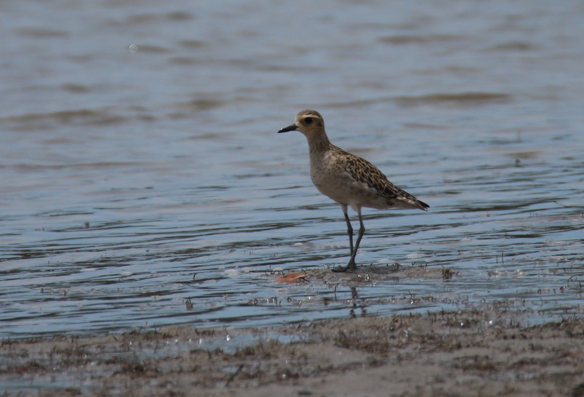 Pacific Golden-Plover - ML646874877