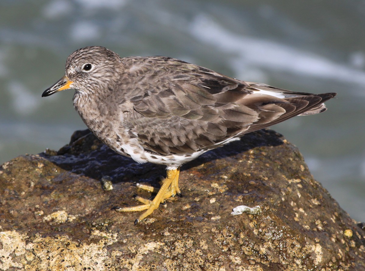 Surfbird - ML646874880