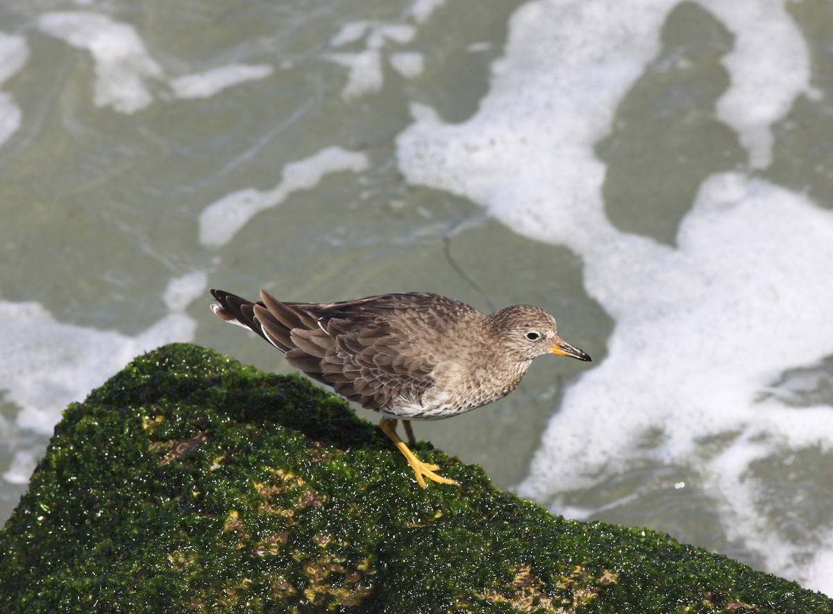 Surfbird - ML646874882