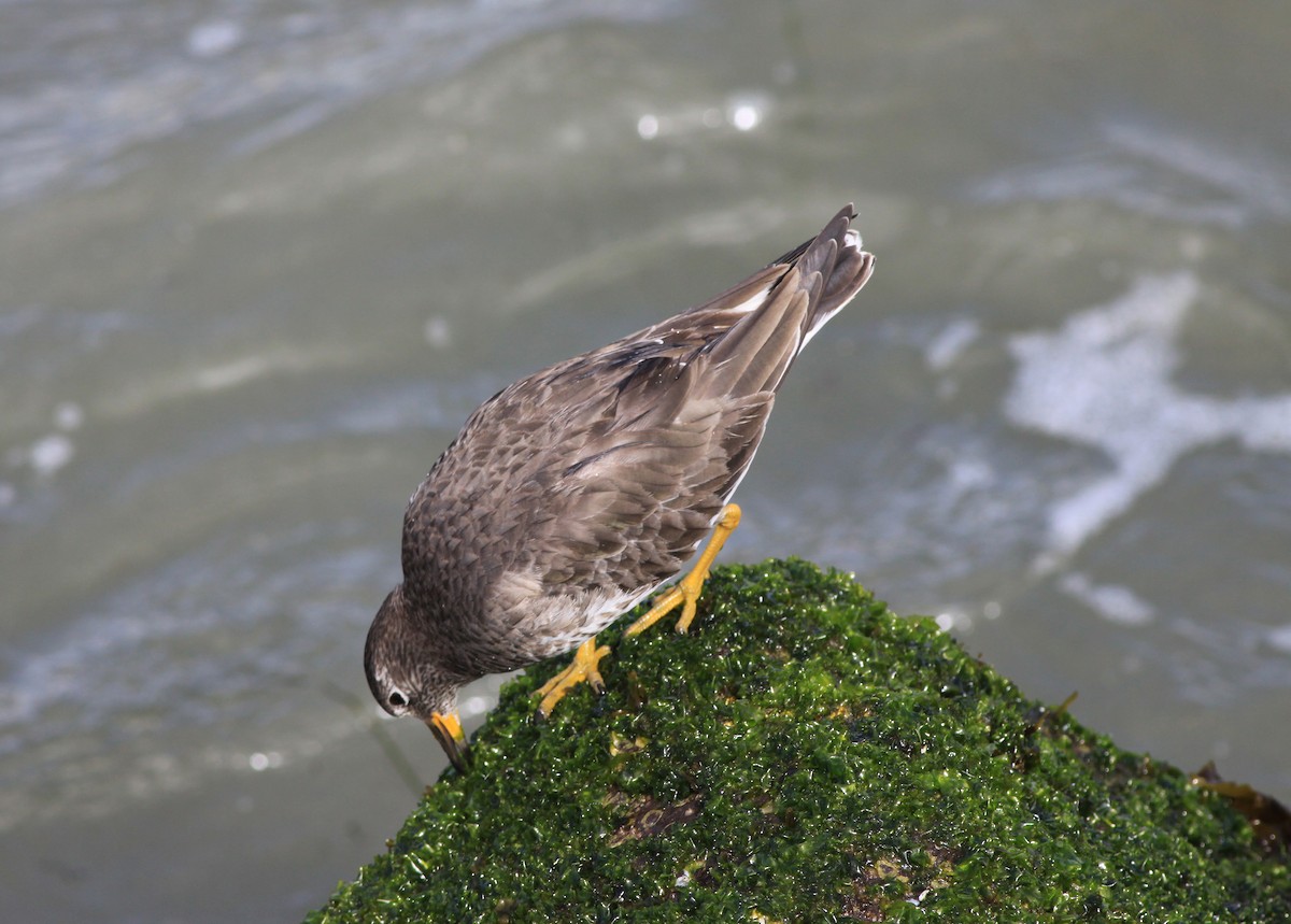 Surfbird - ML646874884