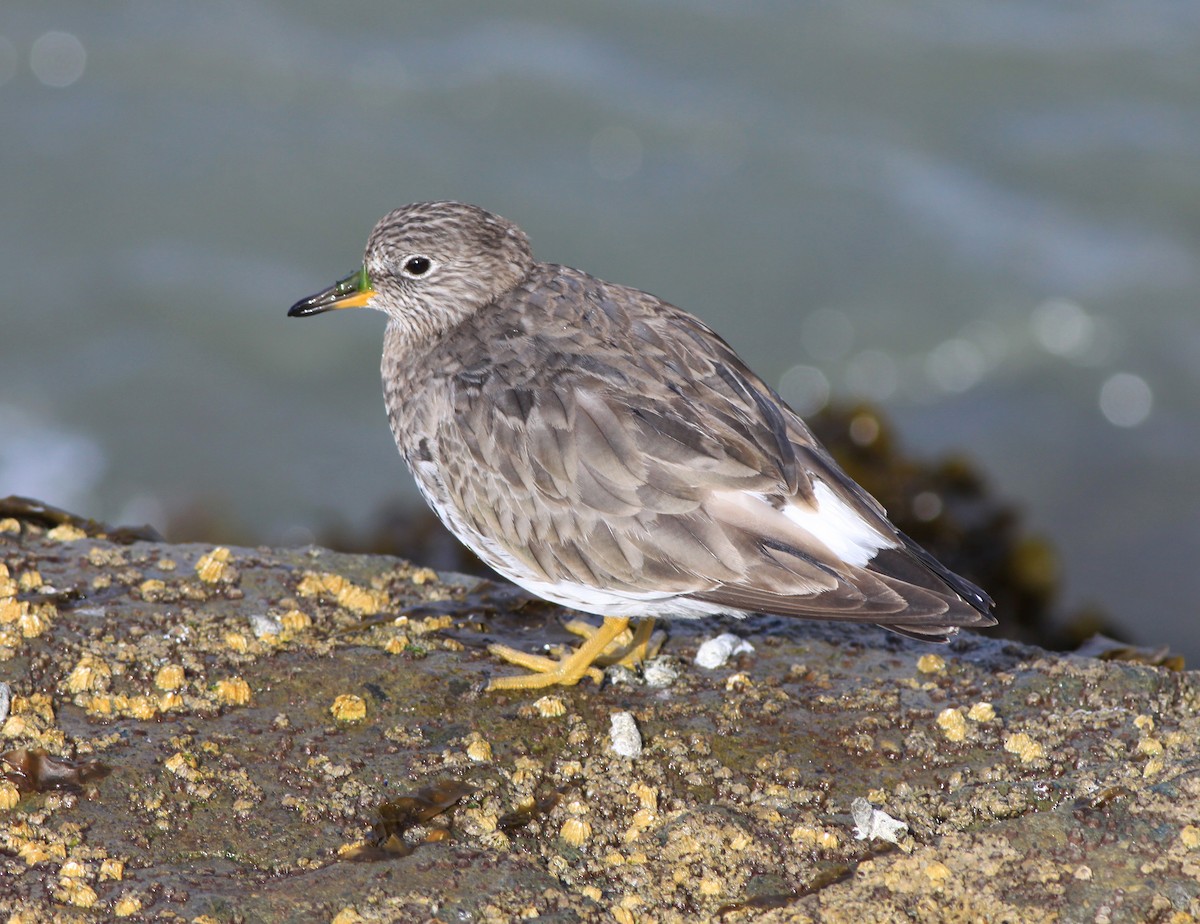 Surfbird - ML646874885